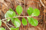 Dwarf hawthorn